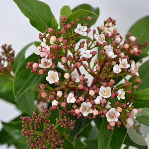 Viburnum tin. 'Eve Price' 30-40 cm 3,0L