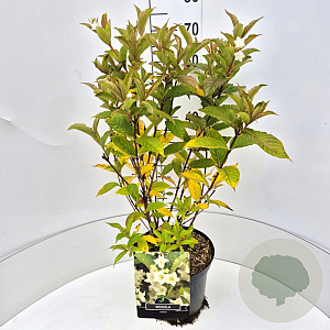 Weigela 'Candida' 50-60 cm 20L