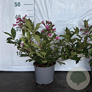 Weigela 'Minuet' 40-50 cm 2,0L