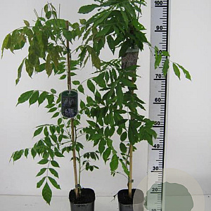 Wisteria sinensis 'Prolific' 80-100 cm rozenpot 2L