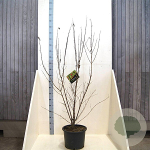 Cornus mas 150-175 cm 20L meerstammig