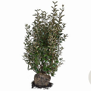 Elaeagnus ebbingei 120-140 cm met kluit
