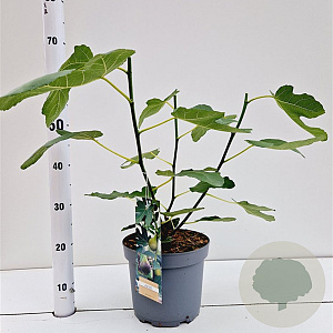 Ficus car. 'Brown Turkey' 40-50 cm 5,0L