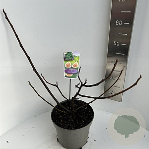 Ficus car. 'Brown Turkey' 40-50 cm 5,0L