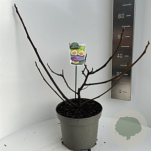 Ficus car. 'Brown Turkey' 40-50 cm 5,0L