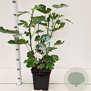 Ficus car. 'Brown Turkey' 50-60 cm 5,0L