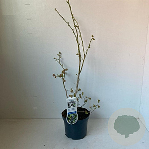 Vaccinium c. 'Bluejay' 30-40 cm 3,0L