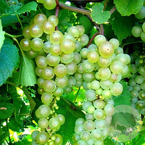 Vitis 'Aurore' 80-100 cm rozenpot 2L