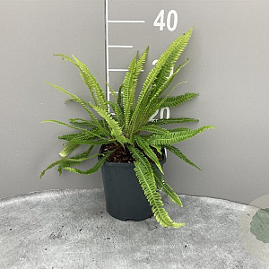 Blechnum spicant GM 2,0L