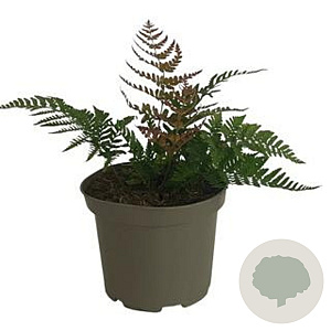 Dryopteris erythrosora prolifica GM 2,0L