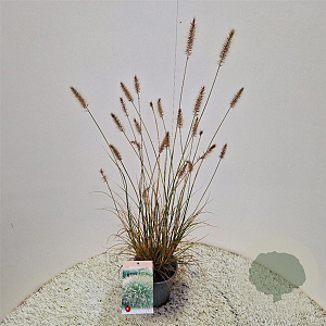 Pennisetum al. 'Hameln' 60-70 cm 2,5L