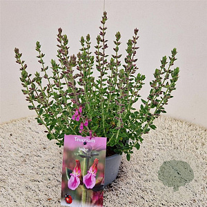 Teucrium lucidrys 25-30 cm C1.5