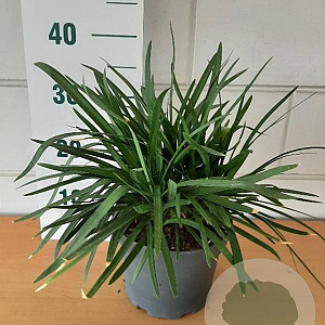 Agapanthus Pitchoune White GM C3