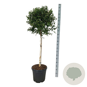 Betula pendula 'Magical Globe' 90 cm stam 30L