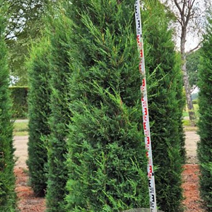 Cupressocyparis l. 'Tweeduizendéén' 275-300 cm draadkluit