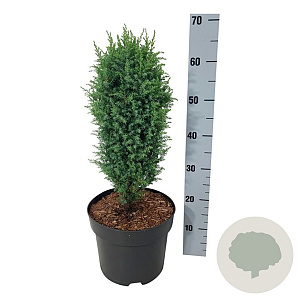 Juniperus comm. 'Compressa' 50-60 cm 7,5L