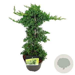 Juniperus procumbens 'Nana' 40-50 cm 5,0L