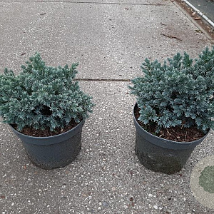 Juniperus squamata 'Blue Star' GM C3