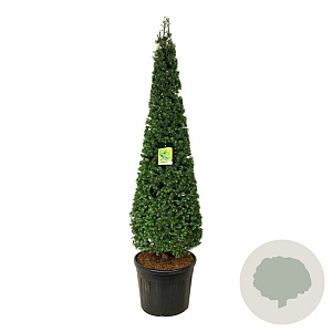 Larix kaempferi 175-200 cm cont. 90L