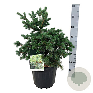 Picea pungens 'Lucky Strike' 50-60 cm 15L