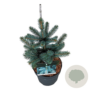 Picea pungens Super Blue Seedling 30-40 cm 4,5L
