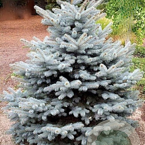 Picea pungens Super Blue Seedling 60-80 cm met kluit extra