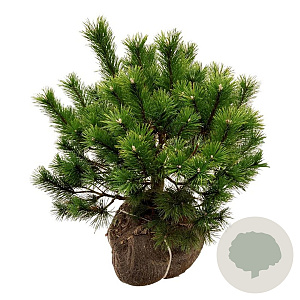 Pinus mugo 50-60 cm met kluit extra
