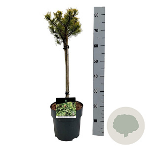 Pinus mugo 'Carsten's Wintergold' 40 cm stam 5,0L