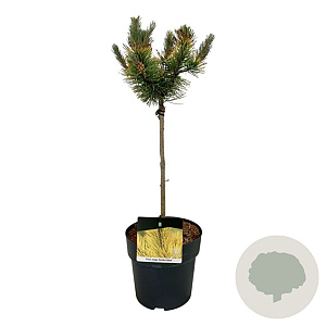 Pinus mugo 'Golden Glow' 40 cm stam 5,0L