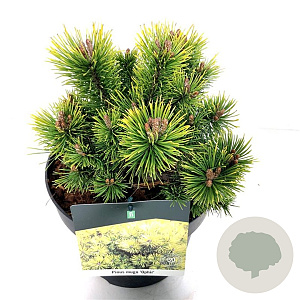 Pinus mugo 'Ophir' 15-20 cm