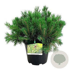 Pinus mugo pumilio 50-60 cm 15L