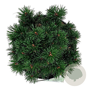 Pinus mugo 'Sherwood Compact' 20-25 cm