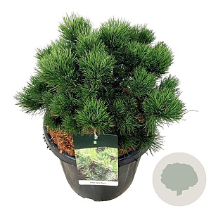 Pinus nigra 'Nana' 40-50 cm 30L extra
