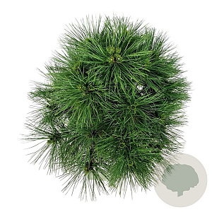 Pinus nigra 'Spielberg' 50-60 cm 30L extra