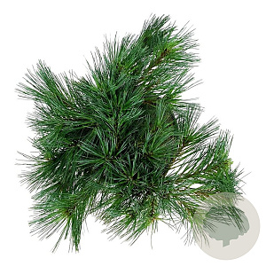 Pinus strobus 'Minima' 25-30 cm