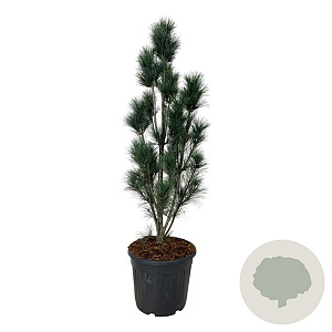Pinus strobus 'Stowe Pillar' 100-125 cm 30L extra
