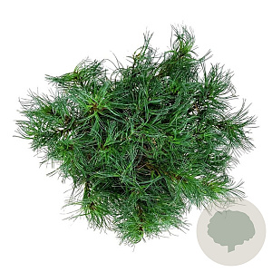 Pinus strobus 'Tiny Kurls' 25-30 cm