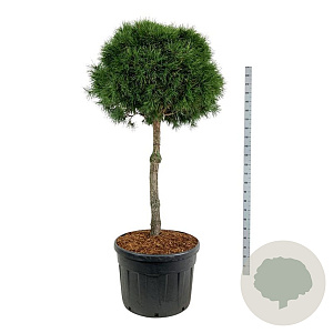 Pinus sylvestris 100 cm stam cont. 180L kroon 90-100