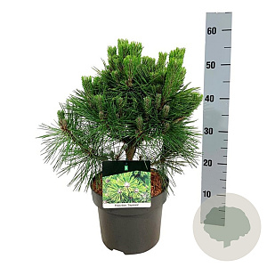 Pinus thunbergii 'Sayonara' 30-40 cm 4,5L