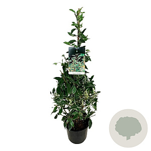 Prunus lusitanica 'Variegata' 80-100 cm 6,5L piramide