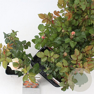 Rosa (F) Floriana 10-15 cm C1.5