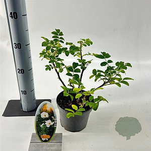 Rosa (R) White Pavement 15-20 cm P15