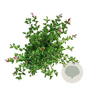 Syringa  'Flowerfest Pink' 80 cm stam 15L