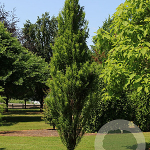 Taxodium dist. Lindsey's Skyward 150-175 cm cont. 55L extra