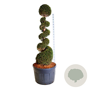 Taxus baccata 175-200 cm cont. 230L spiraal