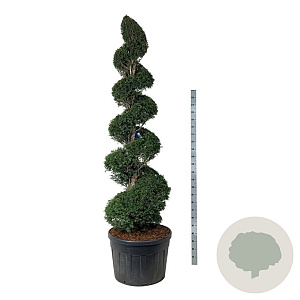 Taxus baccata 225-250 cm cont. 180L spiraal