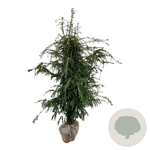 Taxus b. 'Dovastoniana' 160-180 cm met kluit extra