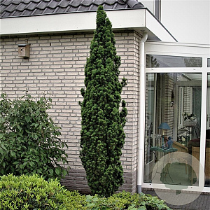 Taxus b. 'Fastigiata Robusta' 50-60 cm 3,0L