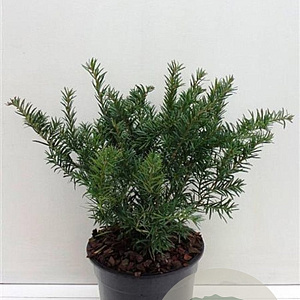 Taxus b. 'Repandens' 25-30 cm 3,5L