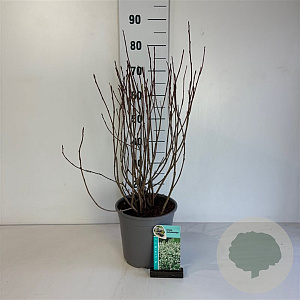 Aronia melanocarpa 50-60 cm 6,5L